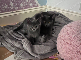 Russian Blue kittens for sale