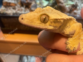 Male lilley white crested gecko