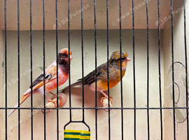 Pair of harlequins