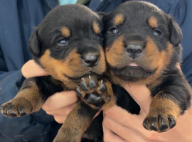 Rottwiller pups