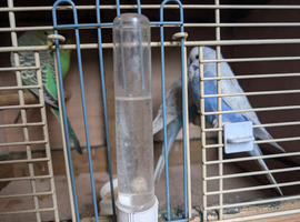 Baby budgies