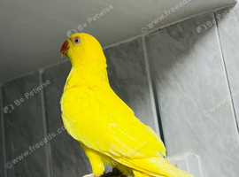 Baby yellow Ringneck talking Parrot