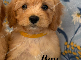 Cavapoo puppy&rsquo;s ready to leave!!