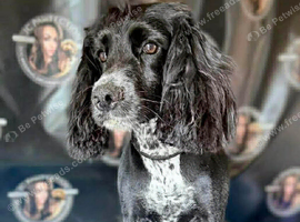 Cocker spaniels