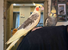 Cockatiel Pair