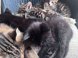 Kittens