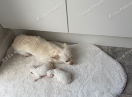 Chihuahua puppy&rsquo;s