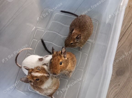 Degus. 4 males 4 females