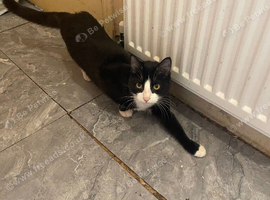 1 years four months old girl cat