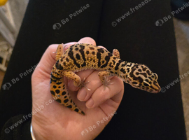 1 year and 1 month old lepord gecko, really well handled