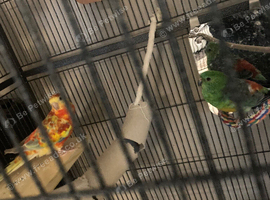 X2 red rump parkeets