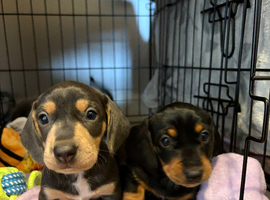 stunning miniature dachshund puppies