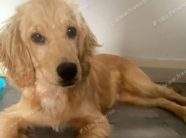 Cocker spaniel