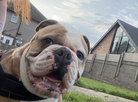 Olde English bulldog