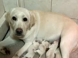 4 golden labrador puppies