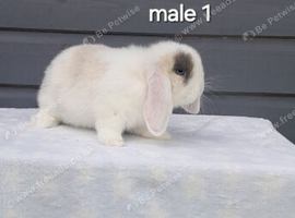 Beautiful purebred mini lops