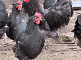 Chicken hens and chicks