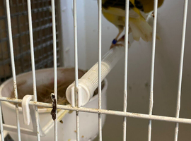 Pair of Fife Canaries