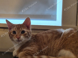 Gorgeous tigger