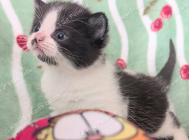 British Blue x kittens, wormed/flead/litter trained &pound;80