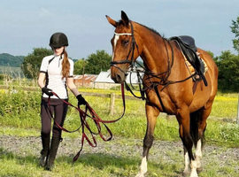 16.3hh 11yo OTTB Gelding - genuine allrounder