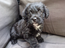 Ready to go puppy male