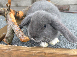 3 mini lop cross for sale
