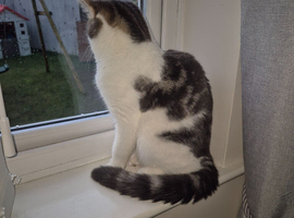 British shorthair x maincoon