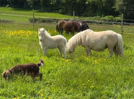 Exquisite miniature Shetland filly