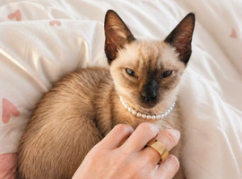 Looking for a stud Siamese