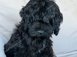 Albert looking for a loving home