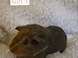 Abyssinian x californian guinea pigs