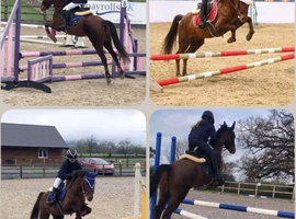 5yr old BS prospect mare