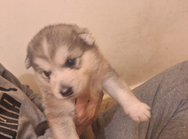 Siberian husky puppy