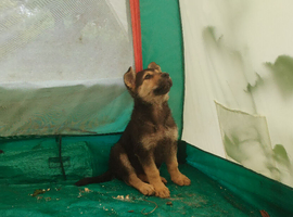 A wonderful little female puppies for rehoming.
