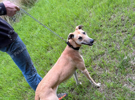 Lurcher pup