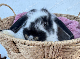 Giant pure bred French lop rabbits will be huge bunnies