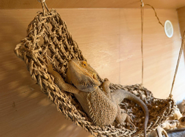 2 year old male bearded dragon
