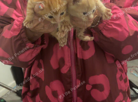 Main coon/bengal kittens