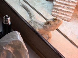 Female bearded dragon with full set up