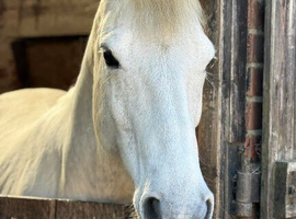 Companion/Pet looking for her forever home