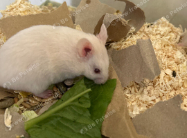 Syrian hamster baby females - Ready Now