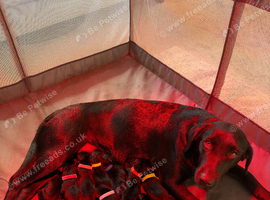 Black Labrador Puppies