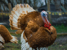 Bourbon Red heritage turkey stag - SOLD