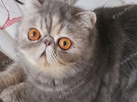 Stunning Blue Cream Tabby Exotic