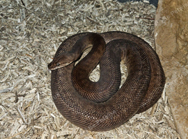 Breeding pair childrens python