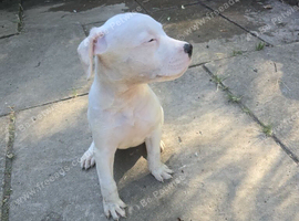 American bulldog pups ready to go