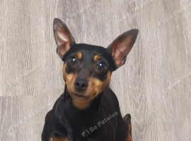 5 year old spayed female Miniature Pinscher
