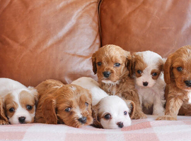 Stunning Health Tested F1b Cavapoo Puppies