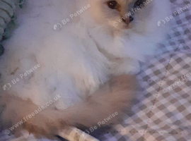 Gorgeous Lilac Birman girl